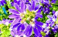 コンデジで花を撮ってみました。