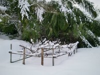 キウイの畑の大雪！