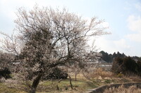 梅の古木がある風景