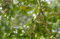秋の香り（味覚）も準備中