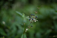 ヤブミョウガの実