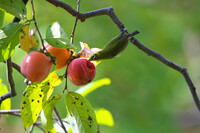 熟柿をついばむ里の秋