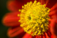 赤い盆小菊（最大接写）