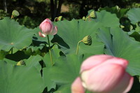 終盤の蓮