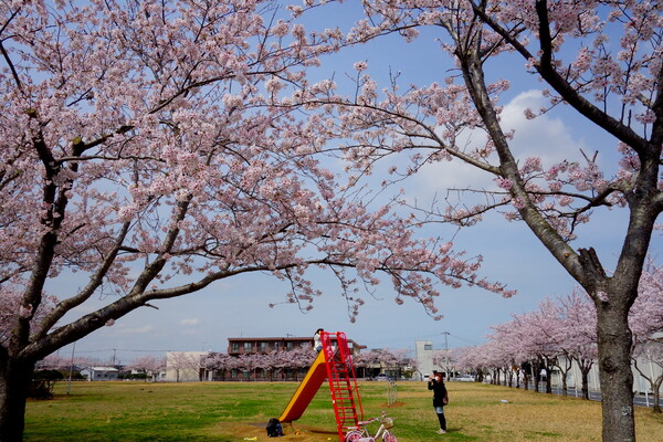 桜満開の風景