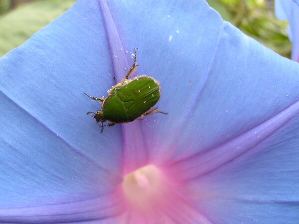 テスト写真１花と虫