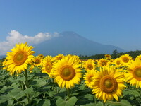 【夏】富士山とひまわり