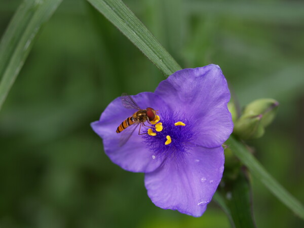 ハチ と大紫露草