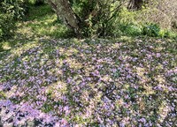 牡丹桜ー落葉