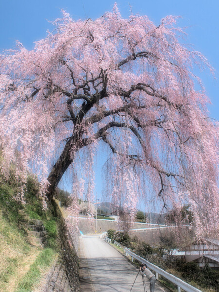 【おだやかに・・・春】 四見・岩太郎しだれ桜