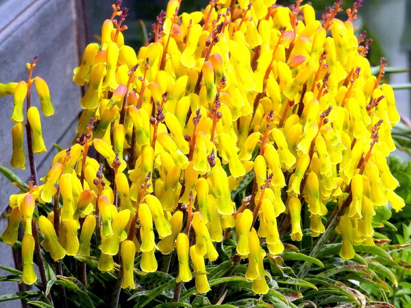  黄色い花キルタンサスかな？
