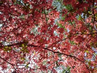 背の高いツツジの天井