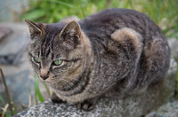 野良猫