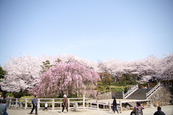 飛鳥山の桜