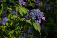 夏日の紫陽花