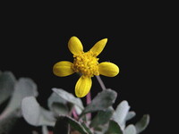 カカリオイデスの花
