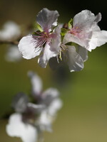 冬桜 ZD 50mmF2.0マクロ