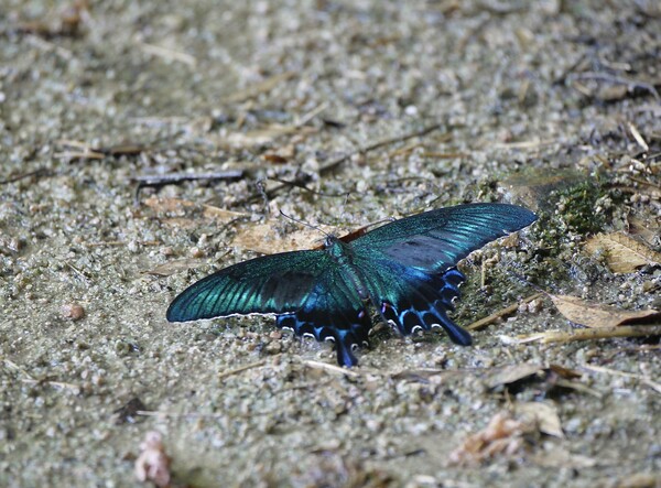 ミヤマカラスアゲハ　表翅