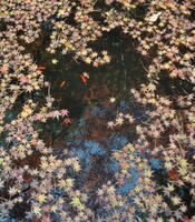 [絵のような]池に映る紅葉