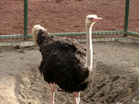 ◆冬の動物園から-43