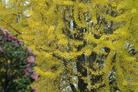 山茶花と銀杏