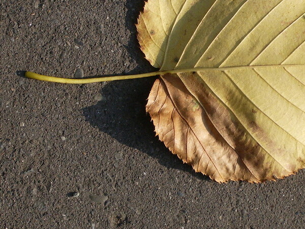 舗装の上の落ち葉