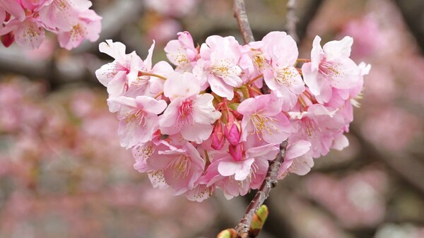 川津桜の原木
