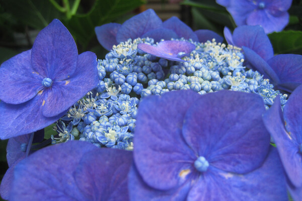 ガク紫陽花の青