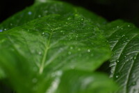 『水』梅雨らしいなあ