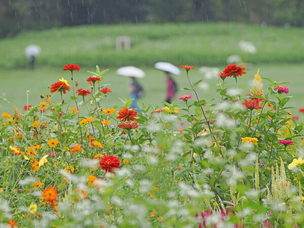 秋雨と秋桜