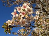 ‘ヒマラヤ桜’満開