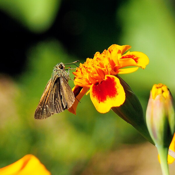 マリンゴールドとセセリ蝶