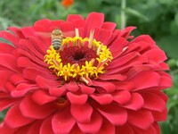百日草とミツバチ