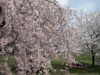 【花のある情景】桜・お花見場所取り・その後の迷い