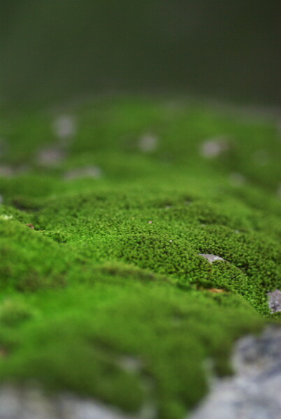 緑の丘陵