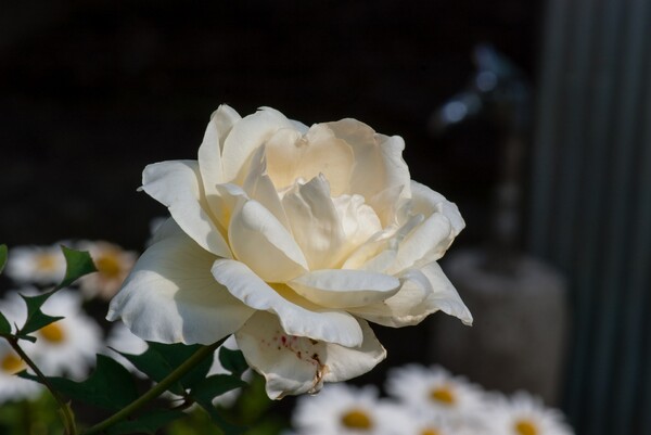 アイボリーのバラが咲きました。