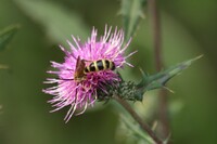 ヒメハラナガツチバチ