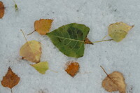 雪の上の白樺落ち葉