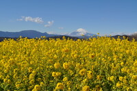 菜の花と富士山