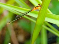 色違いイトトンボ