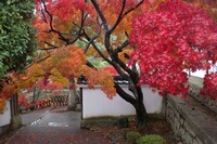 雨の黄檗山萬福寺