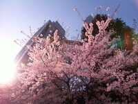 『都会の桜を斬る！』・・・