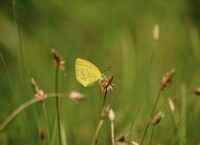 キタキチョウ