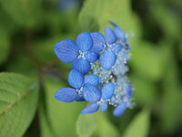 山紫陽花