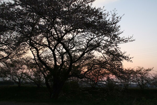 桜の落日