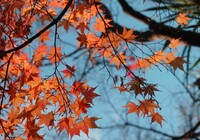 「紅葉に夕日」