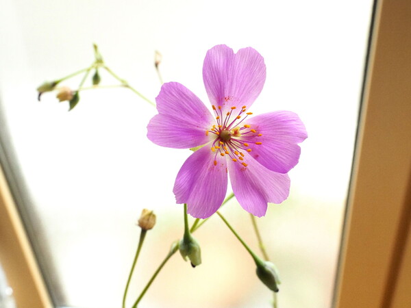窓際の小さな花