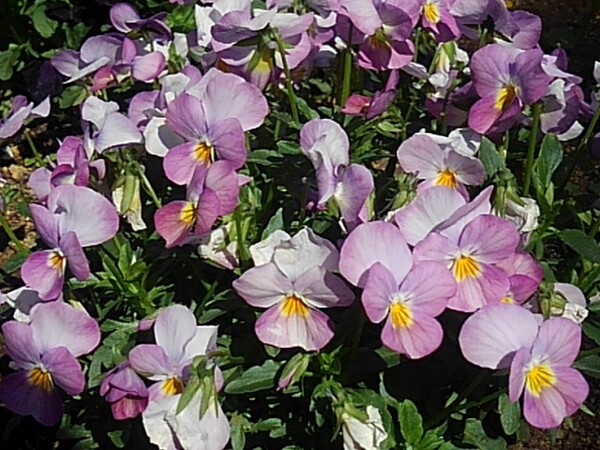 公園の薄紫のパンジーの花