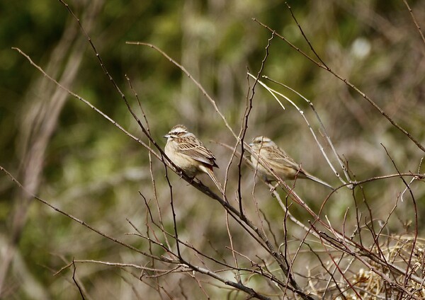 ホウジロ♀