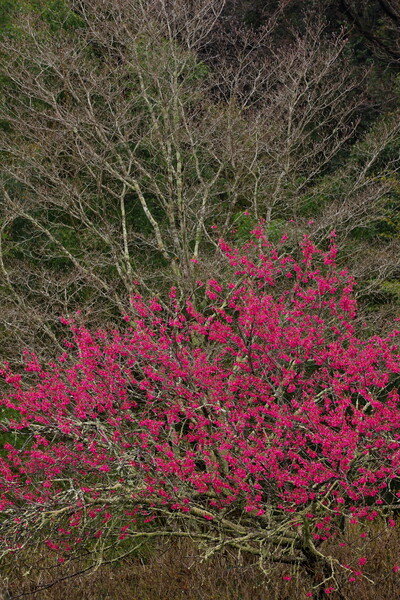 寒緋桜のある雑木林